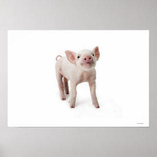 Kleines Ferkel Poster