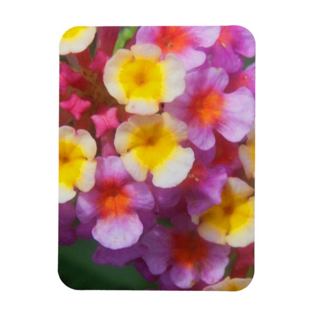 Kleines Gelbpinke und Lila tropische Blume Magnet (Vertikal)