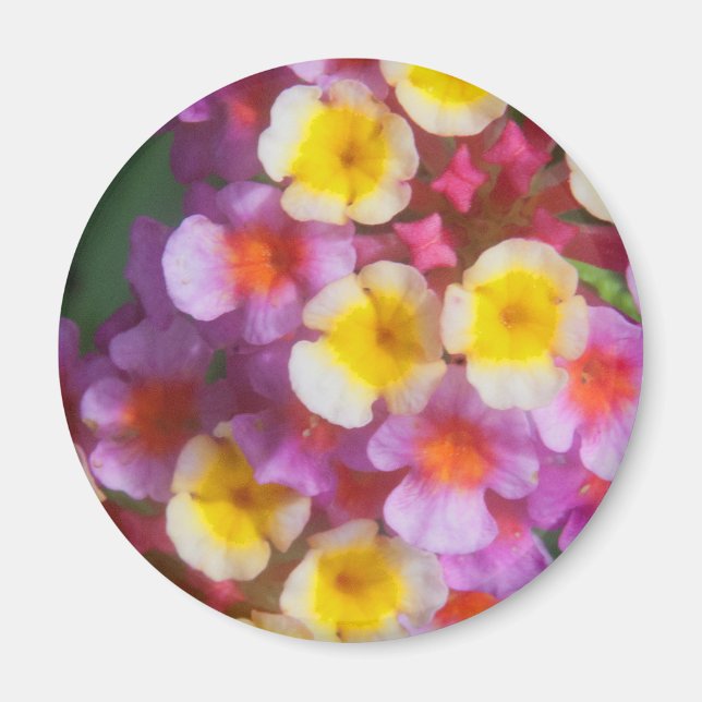 Kleines Gelbpinke und Lila tropische Blume Magnet (Vorne)