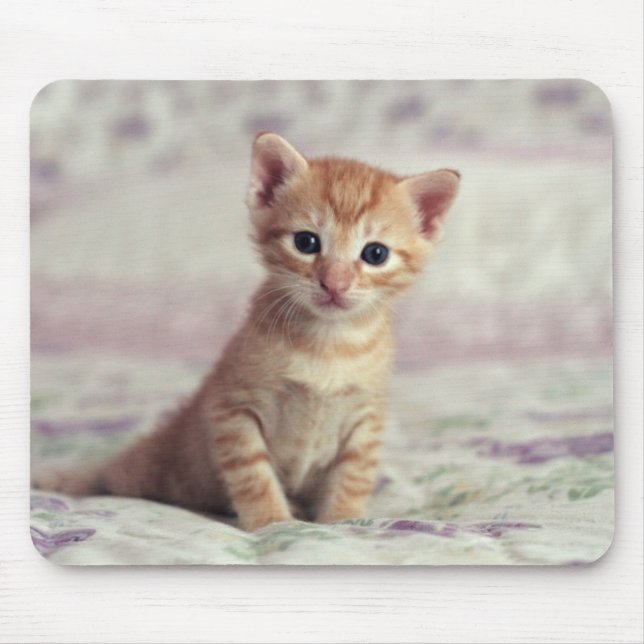 Kleines Ingwer-Kätzchen Mousepad (Vorne)