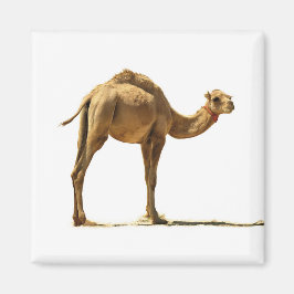 Kleines Kamel. Magnet