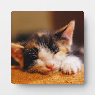 Kleines Kitty Schlafen Fotoplatte