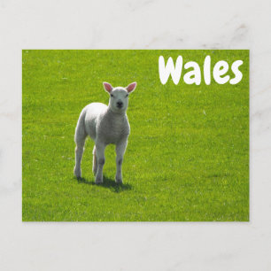 Kleines Lamm auf grünen Feldern von Wales Postkarte