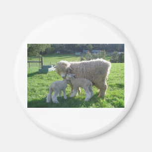 KLEINES LAMM MAGNET