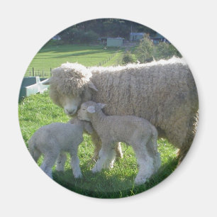 KLEINES LAMM MAGNET