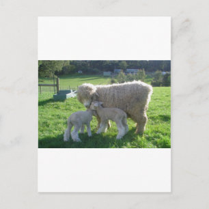 KLEINES LAMM POSTKARTE