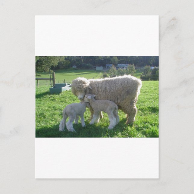 KLEINES LAMM POSTKARTE (Vorderseite)