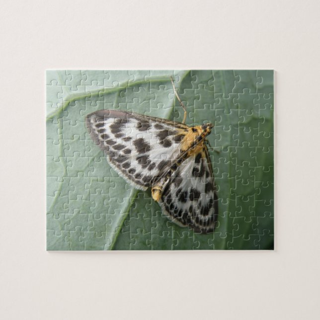 Kleines Magpie Moth Puzzle (Horizontal)