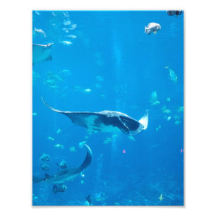 KLEINES/MITTLERES Poster #Y020 auf Fotografie