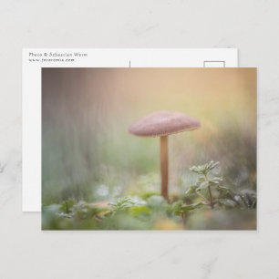 Kleines Mushroom Nature Foto Postkarte