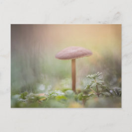 Kleines Mushroom Nature Foto Postkarte