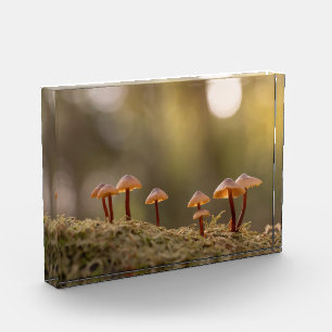 Kleines Mushrooms Nature Foto