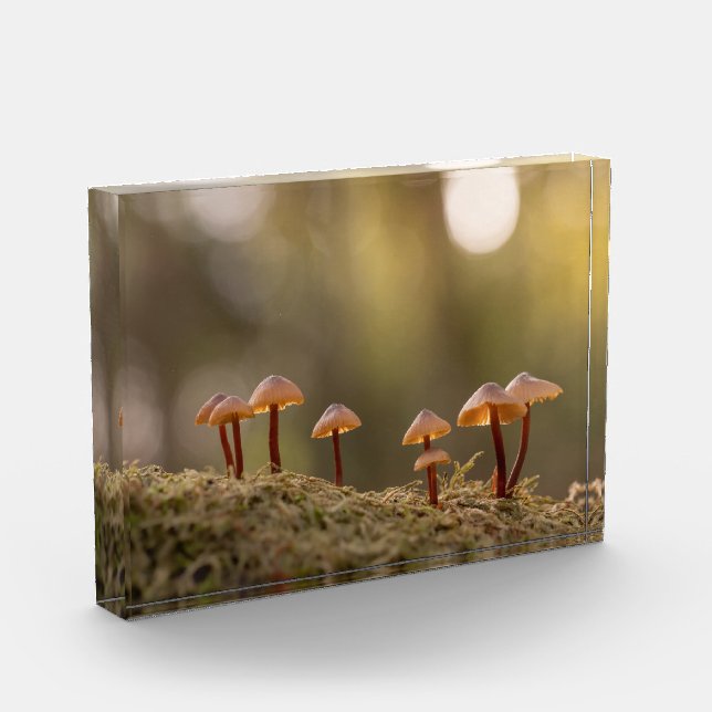 Kleines Mushrooms Nature Foto (Links)