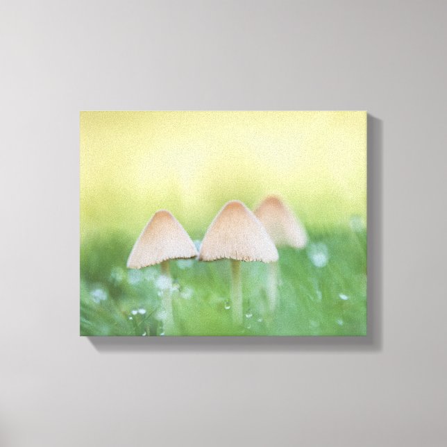 Kleines Mushrooms Nature Foto Leinwanddruck (Vorderseite)