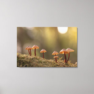 Kleines Mushrooms Nature Foto Leinwanddruck
