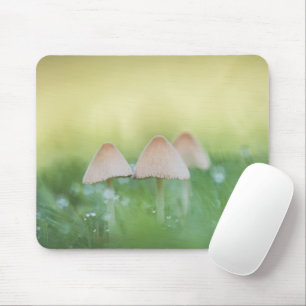 Kleines Mushrooms Nature Foto Mousepad