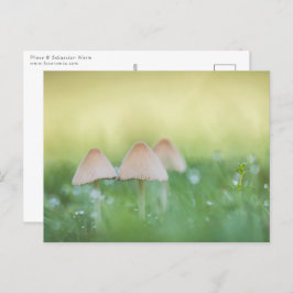 Kleines Mushrooms Nature Foto Postkarte