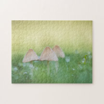 Kleines Mushrooms Nature Foto