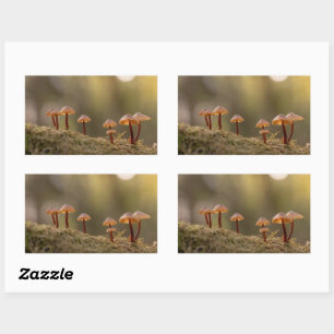 Kleines Mushrooms Nature Foto Rechteckiger Aufkleber