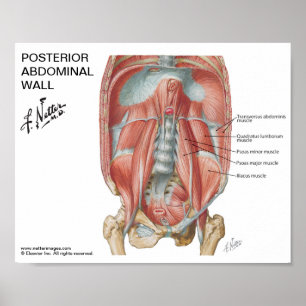 Kleines Poster - Netters Hinterbauchwand