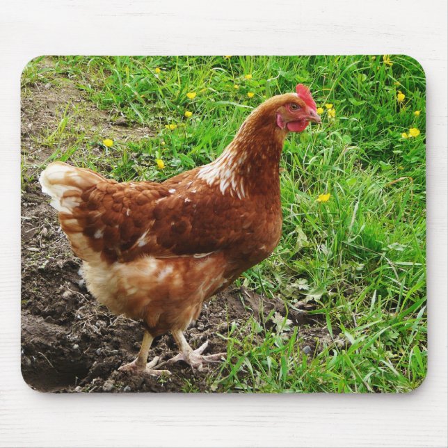 Kleines rotes Huhn - freie Strecken-Ei-Schicht Mousepad (Vorne)