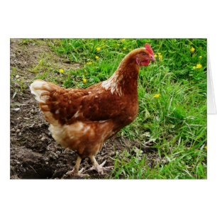 Kleines rotes Hühnchen - Eierschicht von freier Re