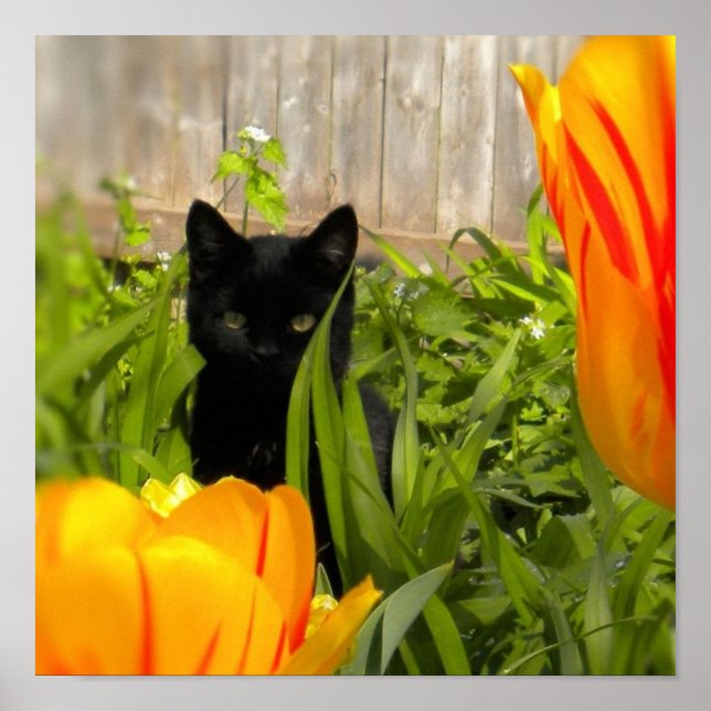 Kleines schwarzes Kätzchen im Tulip-Garten Poster (Vorne)