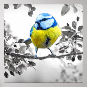 Kleines Vogelschwarz-weißes Bild Poster