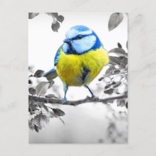 Kleines Vogelschwarz-weißes Bild Postkarte