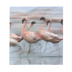Kleinflamingos in Bewegung, Phoenicopterus Notizblock