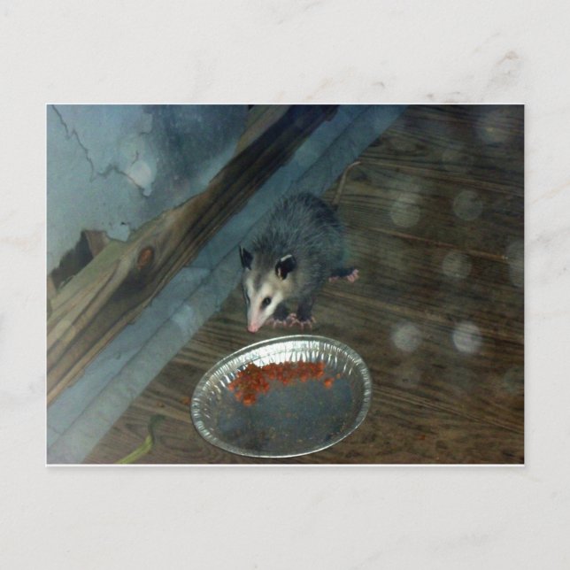 Kleinkind Opossum 1 Postkarte (Vorderseite)