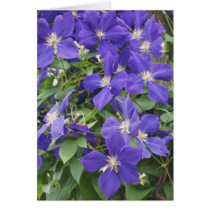 KLEMATIS, BLAU