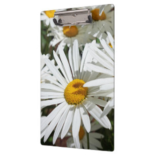Klemmbretter Weiße Gänseblümchen Blumen Gänseblümc