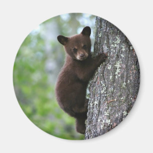 Kletterbären Magnet