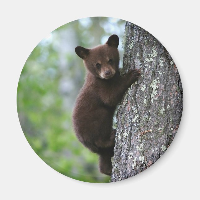 Kletterbären Magnet (Vorne)