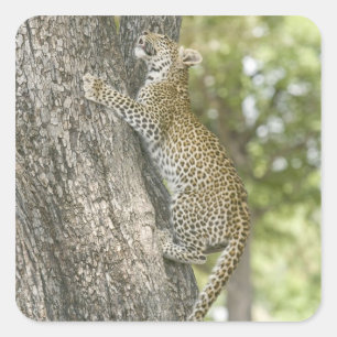 Klettermännchen (Panthera Pardus) Quadratischer Aufkleber
