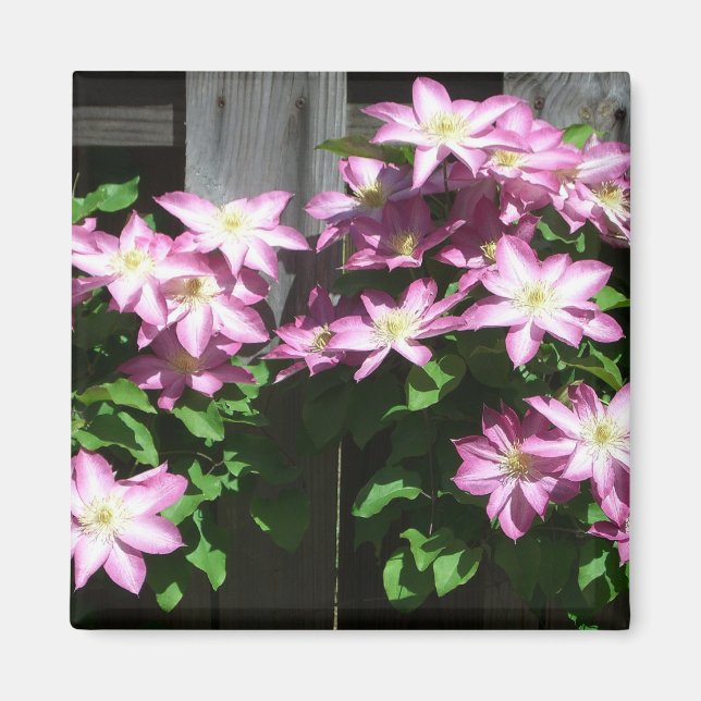 Klettern Clematis Lila Frühlingsblumen Magnet (Vorne)