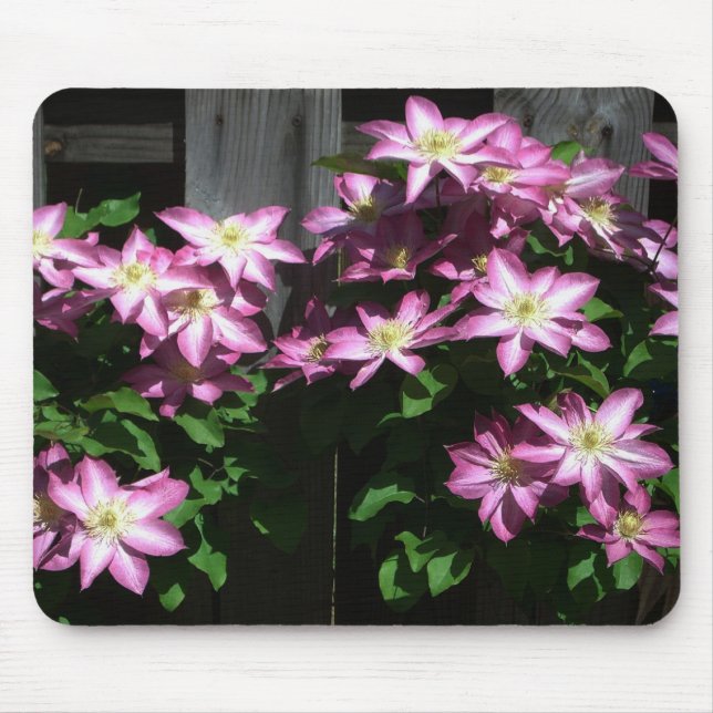 Klettern Clematis Lila Frühlingsblumen Mousepad (Vorne)
