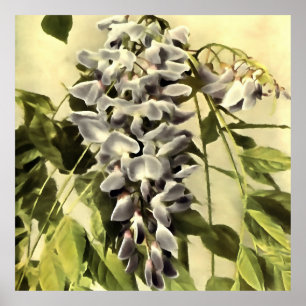 Klettern Windblown Wisteria Ristorante La Lanchett Poster