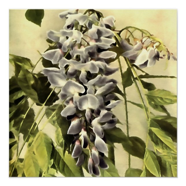 Klettern Windblown Wisteria Ristorante La Lanchett Poster (Vorderseite)