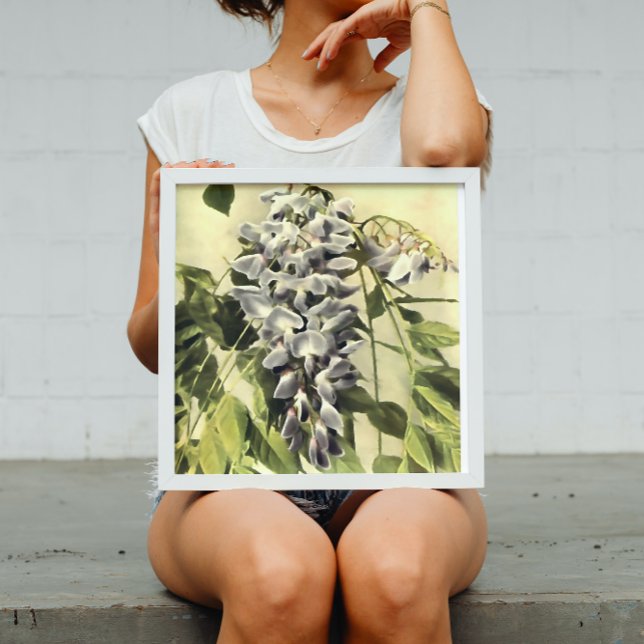 Klettern Windblown Wisteria Ristorante La Lanchett Poster (Von Creator hochgeladen)