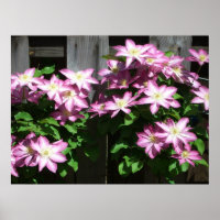 Kletternde Clematis lila Frühlingsblumen