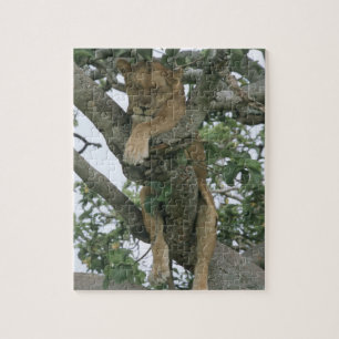 Kletternde Löwin des Baums (Panthera Löwe), Puzzle