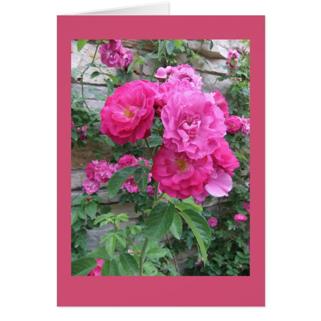 Kletternde Rose auf felsiger Wand (Vorne)