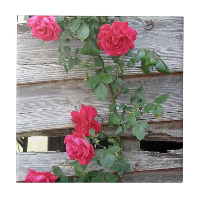 Kletternde Rose Bush Fliese (Vorderseite)