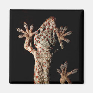 Kletternder Gekko Magnet