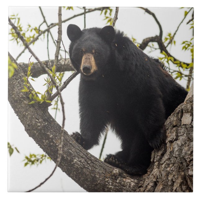 Kletternder schwarzer Bär Fliese (Vorderseite)