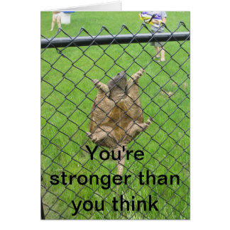 Kletternder Zaun der Schildkröte