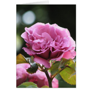 Kletterndes Engels-Gesicht 196