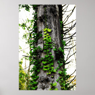 Klettersteig Ivy Poster
